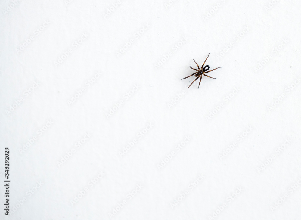 Macro photograph of the house spider, whose Latin name is steatoda nobilis. Macro photograph of the house spider, whose Latin name is steatoda nobilis.