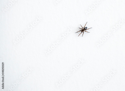 Macro photograph of the house spider, whose Latin name is steatoda nobilis. © Caner