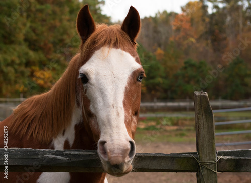 Portrait of beautiful horse with long mane. Domestic animal in farm. Farm concept © Igor