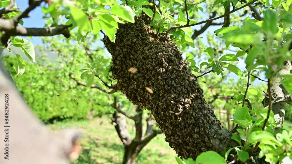 Bee swarm hanging on linden branch in early spring - bee colony Bee swarm hanging on linden branch in early spring - bee colony