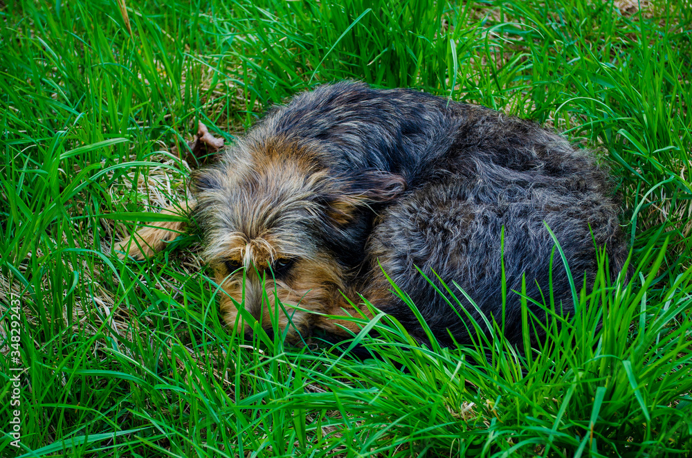 dog lies dog lies