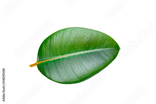 Close-up Ficus Elastica leaf  Indian Ficus isolated on white background