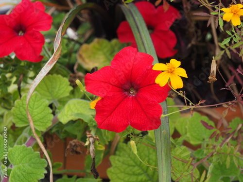 beautiful red flowers in bloom in the garden in spring, close-up, gentleman's star