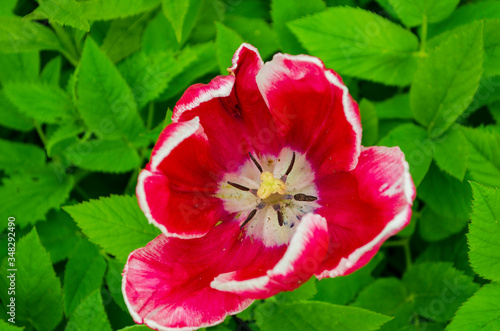 Wallpaper Mural flowers tulips Torontodigital.ca