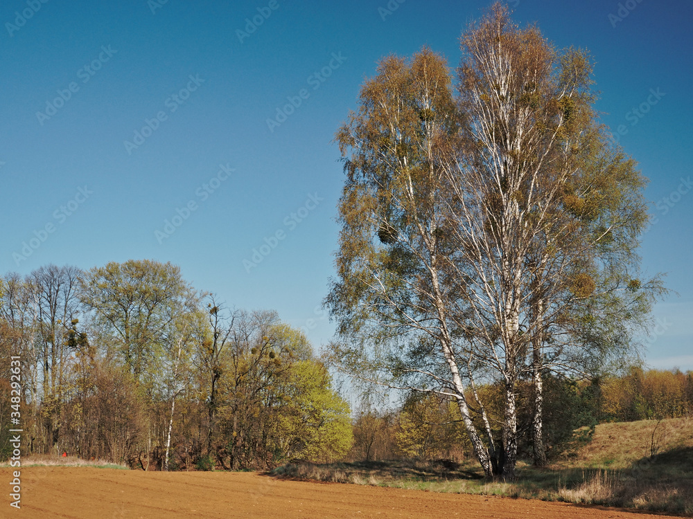 Obraz premium Birch on the edge of a plowed field in early spring.