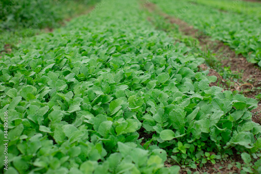 field of green plants field of green plants