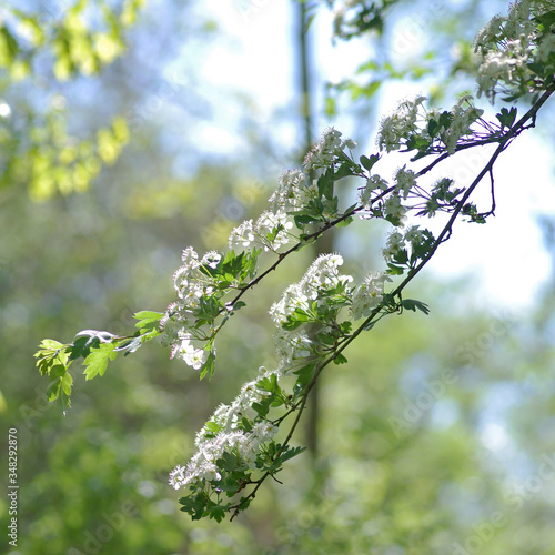 Whitehorn in sun photo