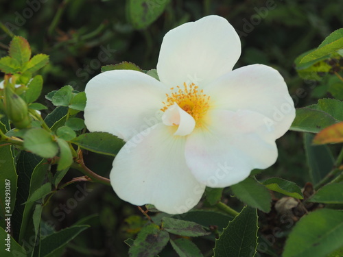 The beautiful white flower of the Magnolia Grandiflora, or Southern Magnolia.