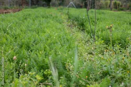 eological agriculture orchard