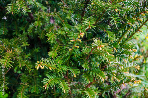 green branches of spruce