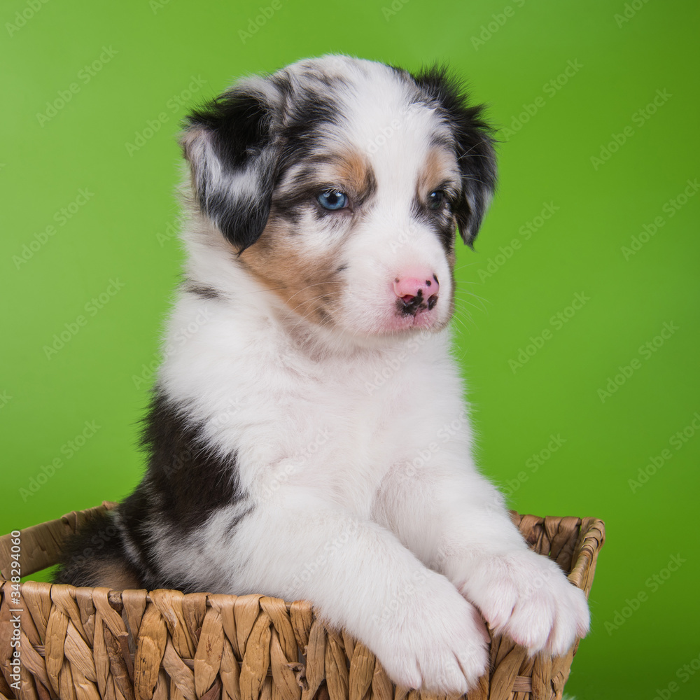 Red Merle Australian Shepherd puppy lilac flowers