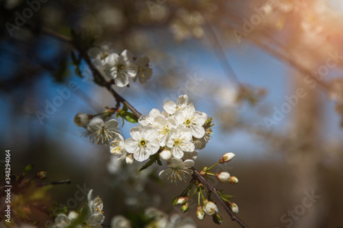 spring beauty. flowering tree. sakura