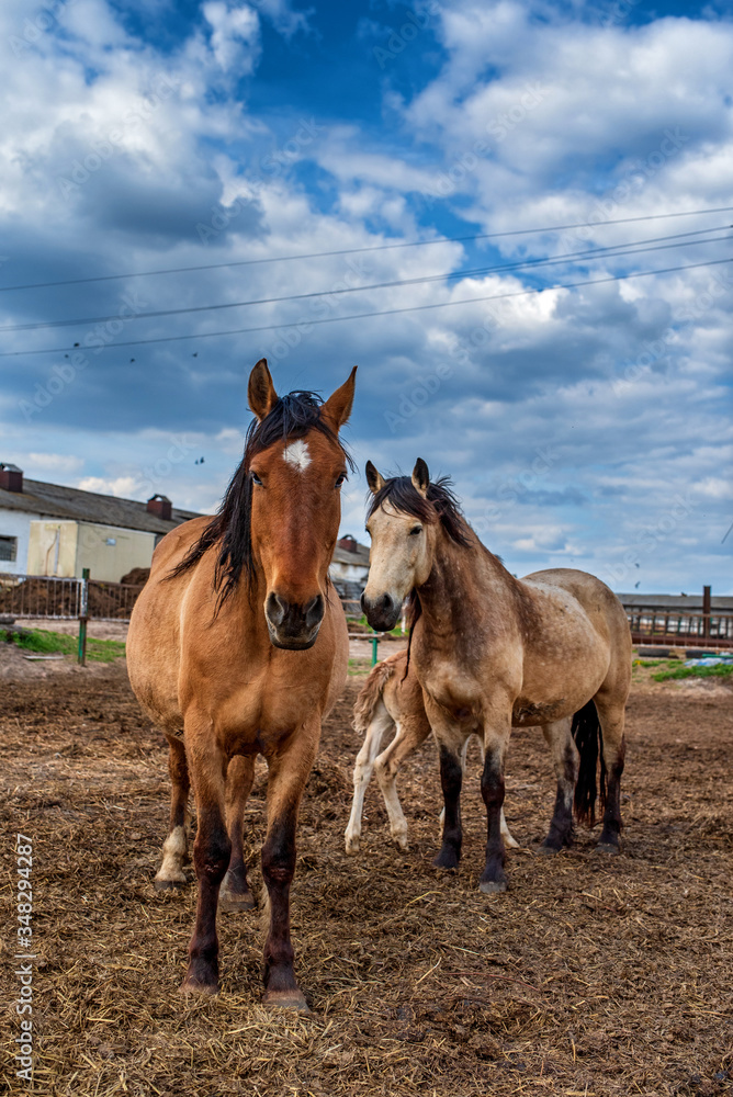 Village horses stand in the barnyard. Photographed close-up. Village horses stand in the barnyard. Photographed close-up.