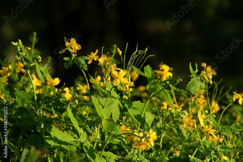 Yellow flowers in the garden