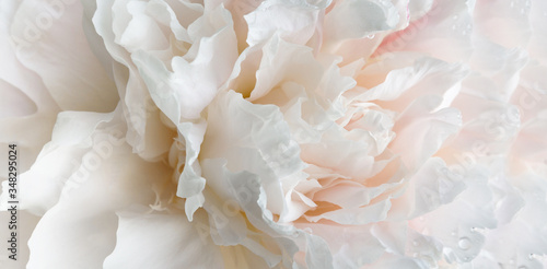 Romantic banner, delicate white peonies flowers close-up. Fragrant pink petals