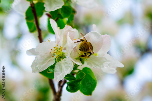 white Apple blossoms in the spring in the orchard