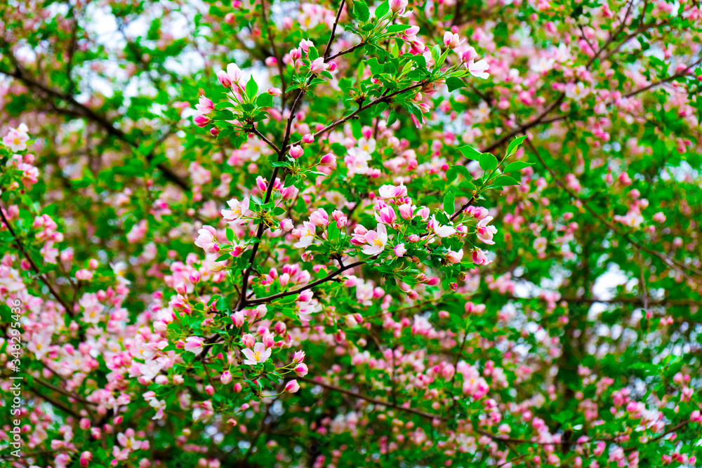 pink Apple blossoms in the garden in spring