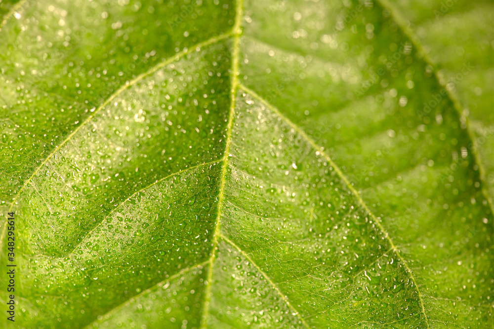 Drops of water on a leaf of a plant. Drops of water on a leaf of a plant.