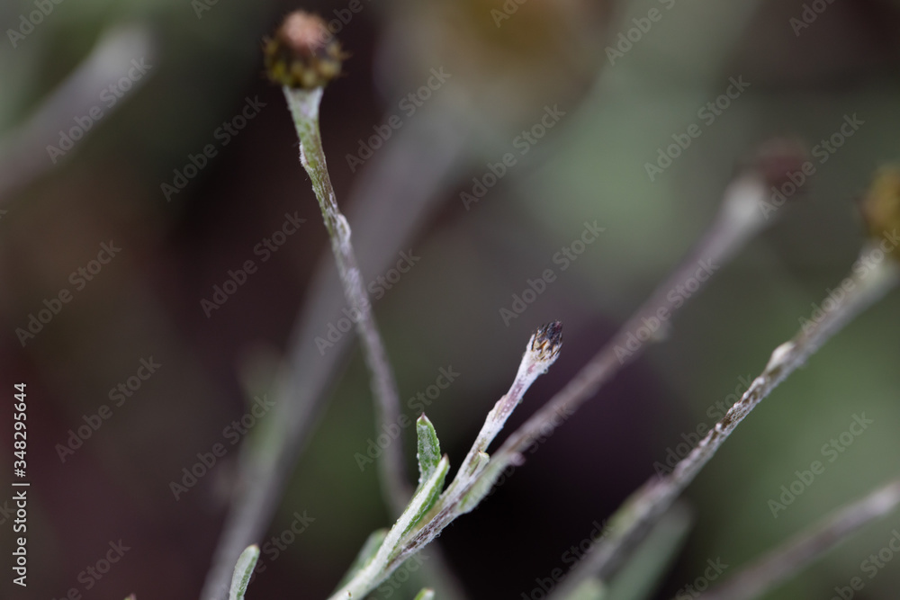 wild natural plants from the south of Spain wild natural plants from the south of Spain
