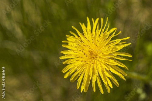 Close up view of beautiful yellow dandelion isolated on background. Gorgeous nature backgrounds.