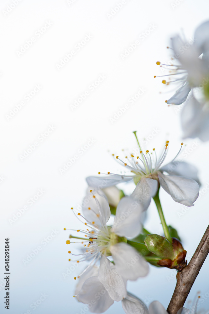 Fototapeta premium A branch of blooming cherry. White flowers of a cherry.