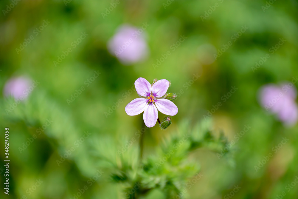 purple flowers in the garden