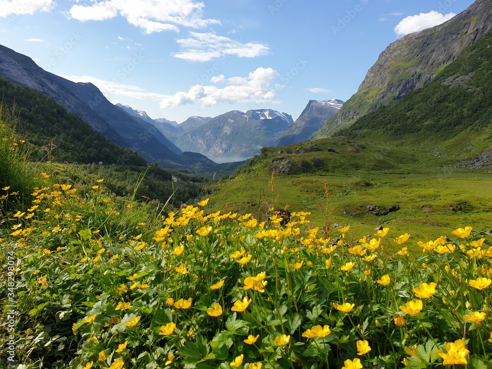 Blumenwiese Blumenwiese