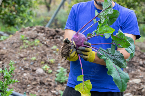 ecological swede agriculture in bio orchard