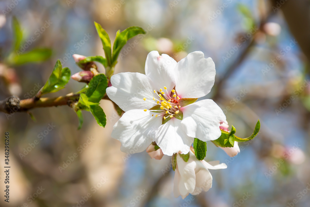 cherry tree blossom
