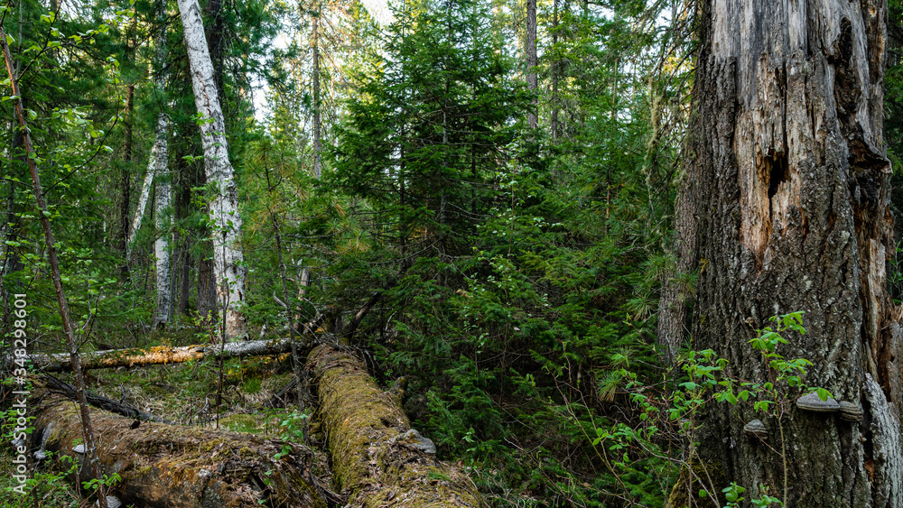 Beautiful Russian Siberian wild forest Beautiful Russian Siberian wild forest