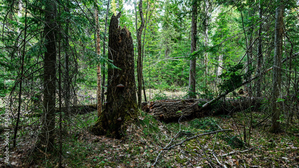 Russian Siberian wild forest