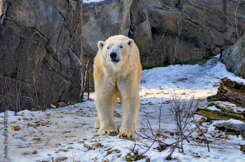 Ice bear in winter in a zoo