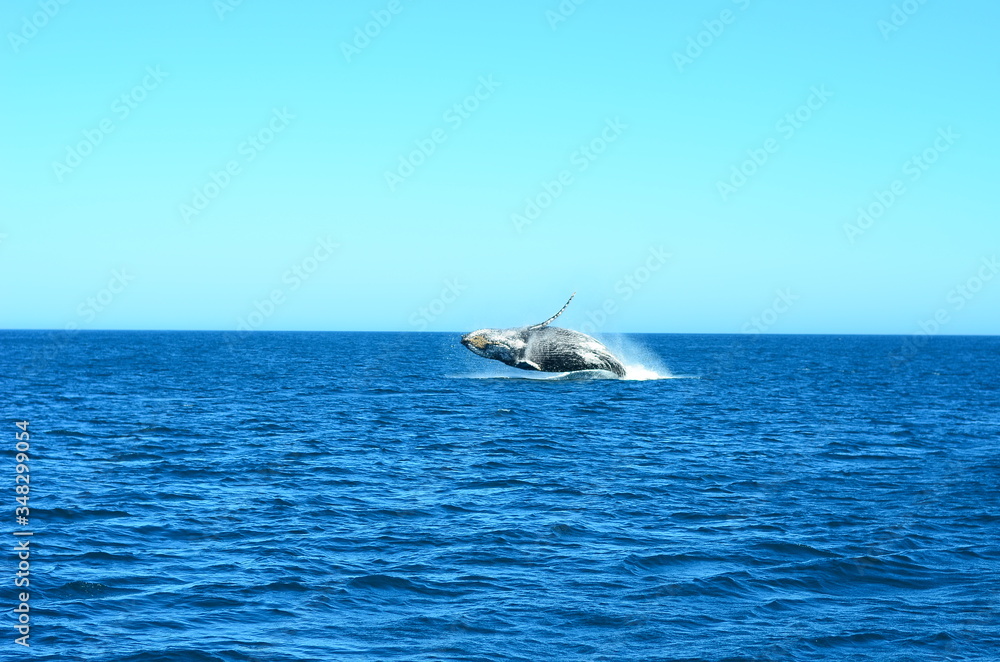 Fototapeta premium Humpback whale in Brazil