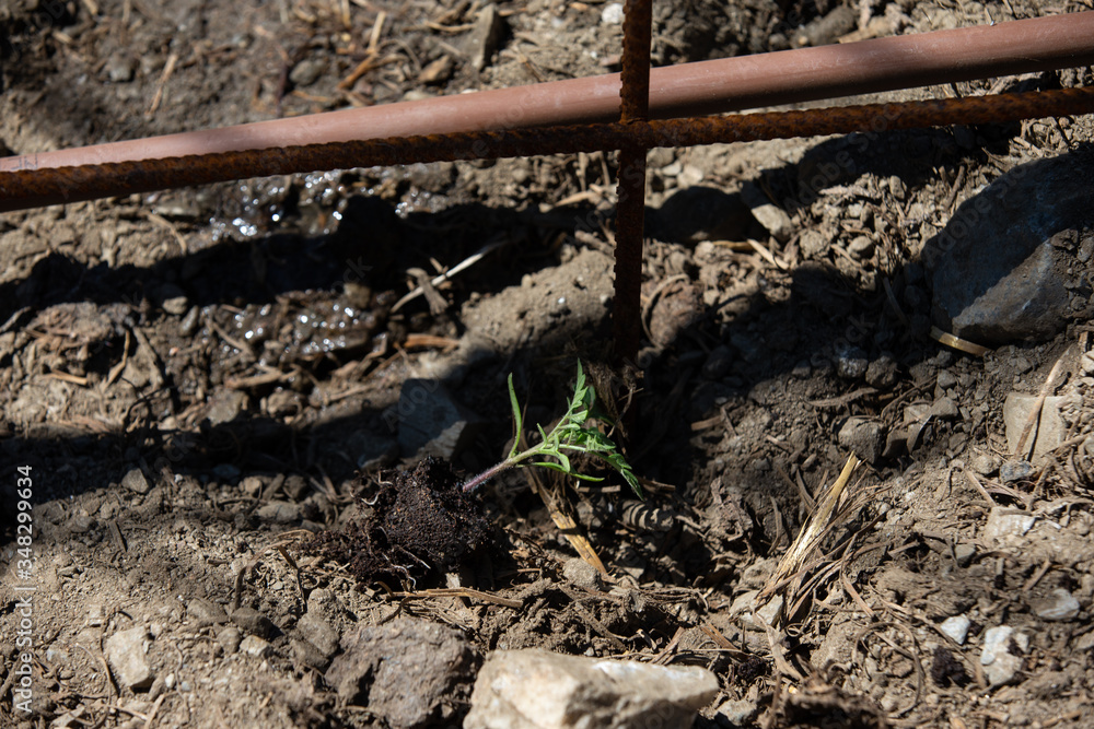 Planting tomatoes plant in a ecological orchard Planting tomatoes plant in a ecological orchard