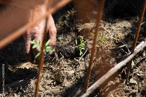 Planting tomatoes plant in a ecological orchard