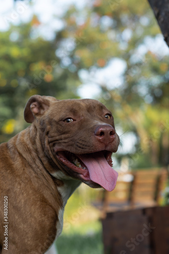 Perro pitbull cansado mirando, al aire libre
