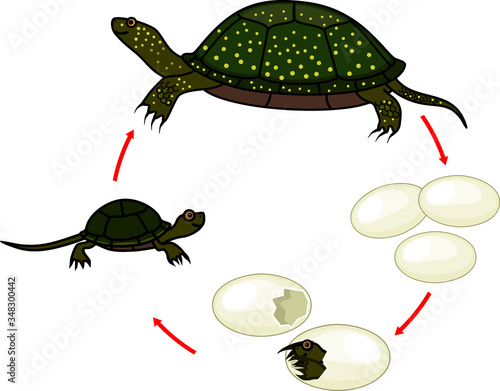 Life cycle of European pond turtle (Emys orbicularis). Sequence of stages of development of turtle from egg to adult animal isolated on white background