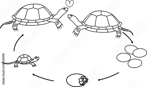Coloring page with life cycle of European pond turtle (Emys orbicularis). Sequence of stages of development of turtle from egg to adult animal isolated on white background