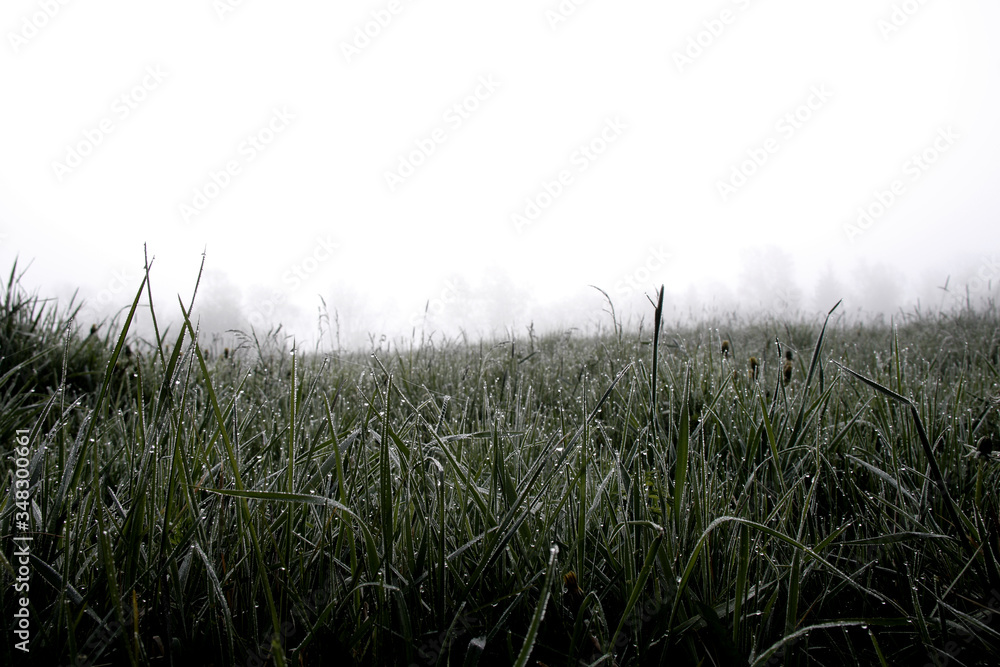 beautiful meadow landscape with fog and wet grass