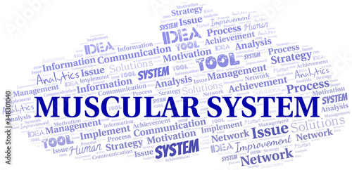 Muscular System typography vector word cloud.