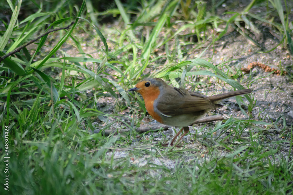 robin on a branch robin on a branch
