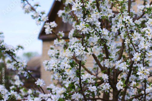 Blooming apple tree in spring in the village against the background of a rural house