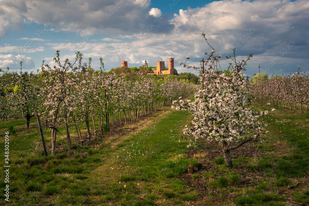 Castle and blooming apple trees in Czersk, Poland