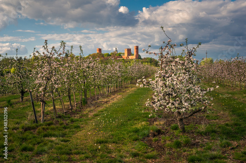Obraz na płótnie Castle and blooming apple trees in Czersk, Poland w salonie