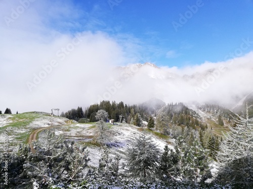 snow covered trees