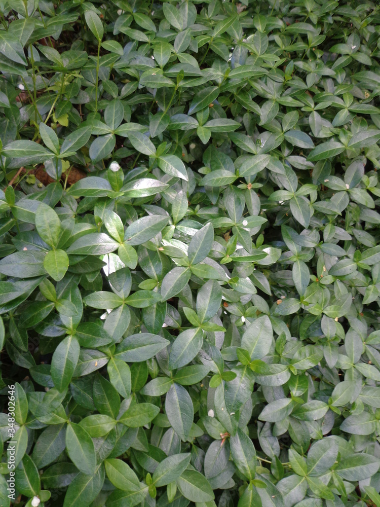 Obraz premium drobne liście