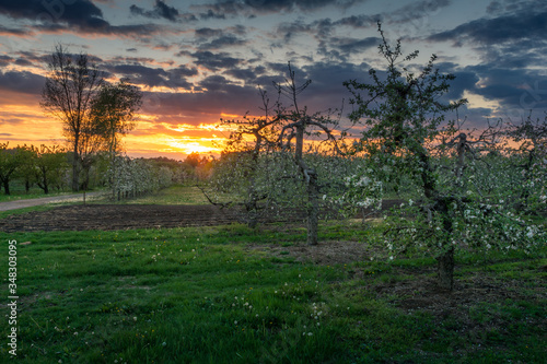 Obraz na płótnie Blooming apple trees during sunset in Czersk, Poland w salonie