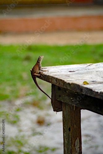 lizard on a table