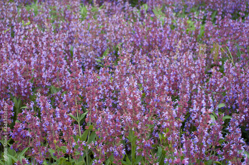 Blooming sage on a sunny summer day. Salvia officinalis, medicinal plant, essential oil plant