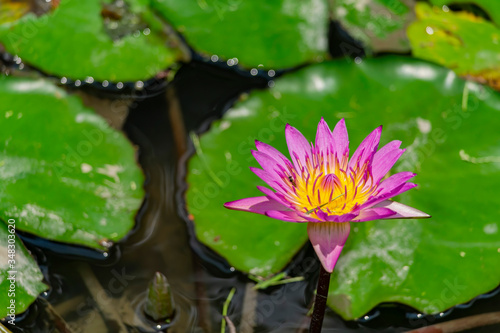 Close up of the purple water lily